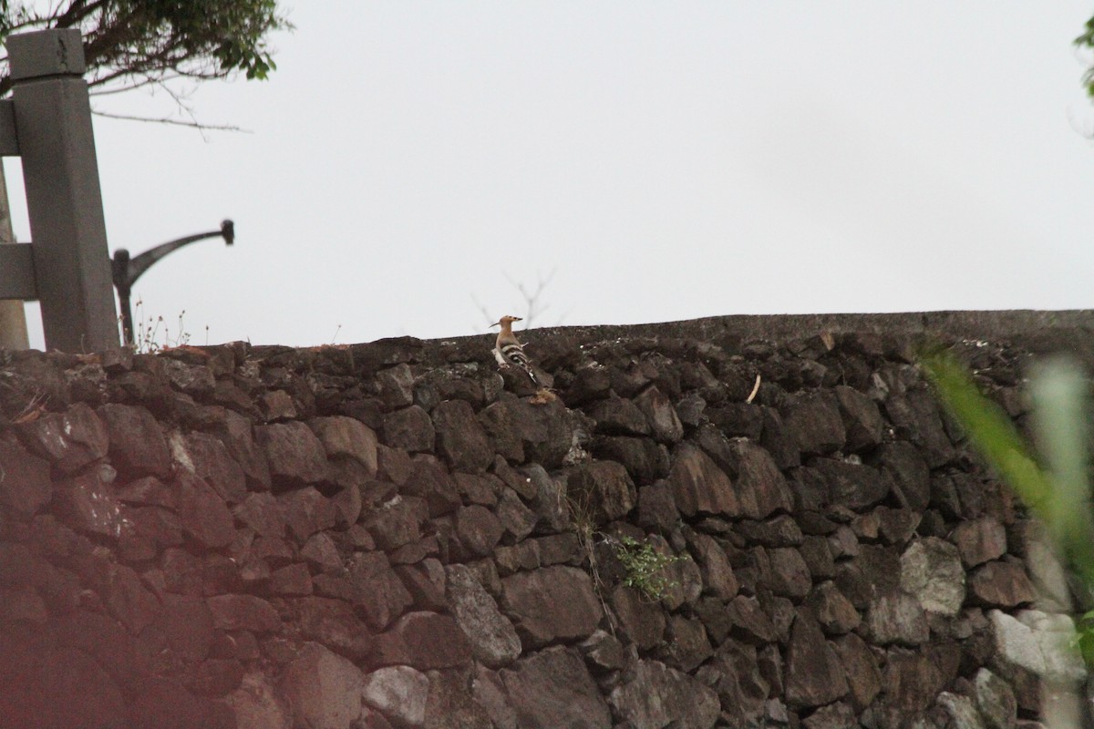 Eurasian Hoopoe - ML620123925