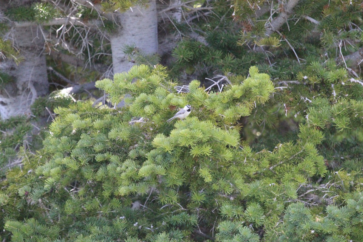 Mountain Chickadee - ML620123926