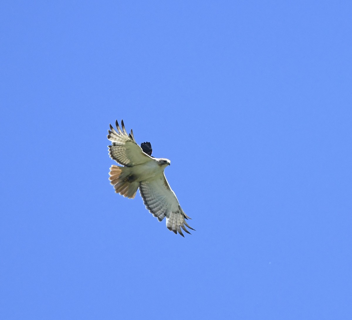 Red-tailed Hawk - ML620123929