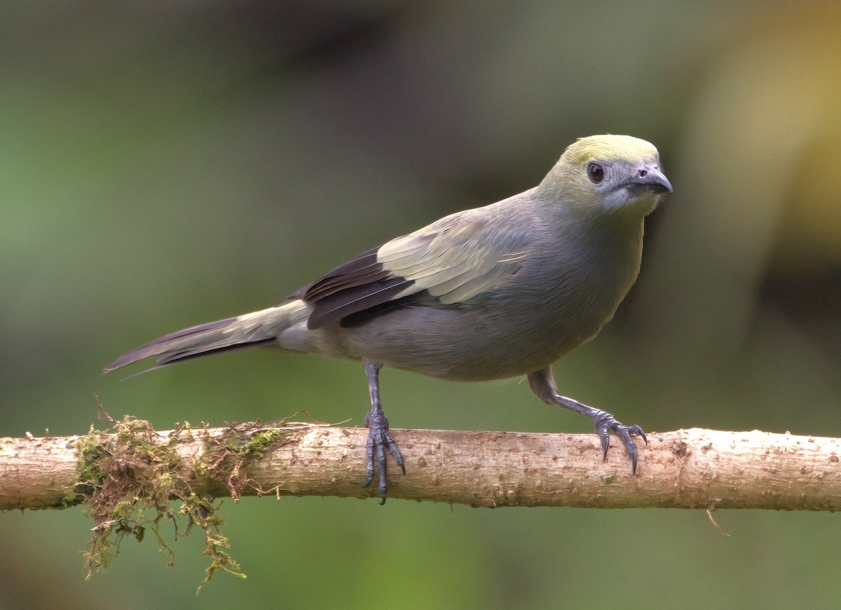 Palm Tanager - ML620123943