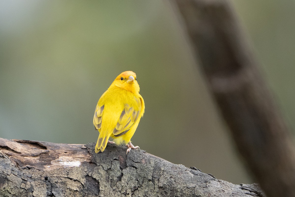 Orange-fronted Yellow-Finch - ML620123954