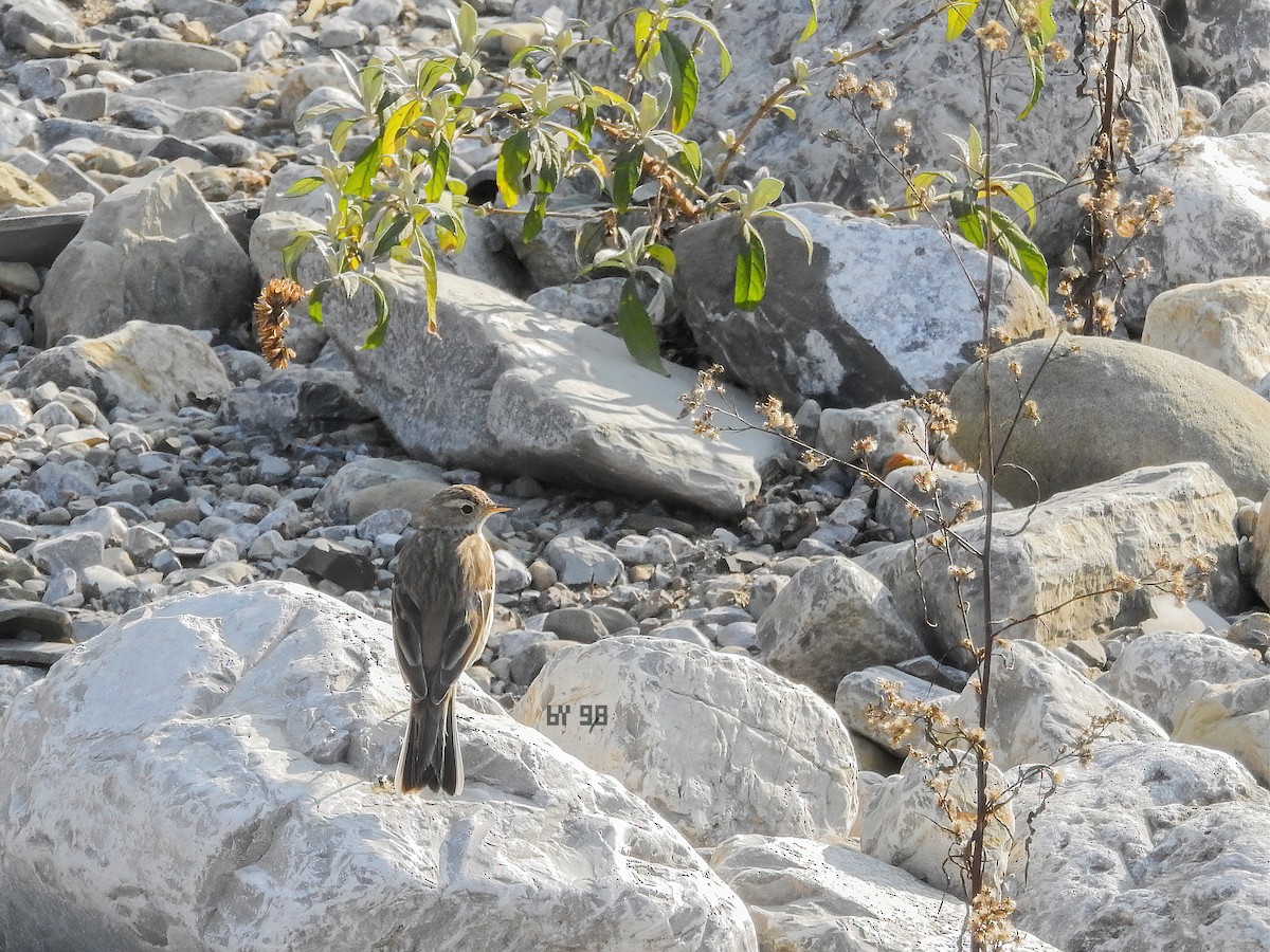 Water Pipit - ML620123955