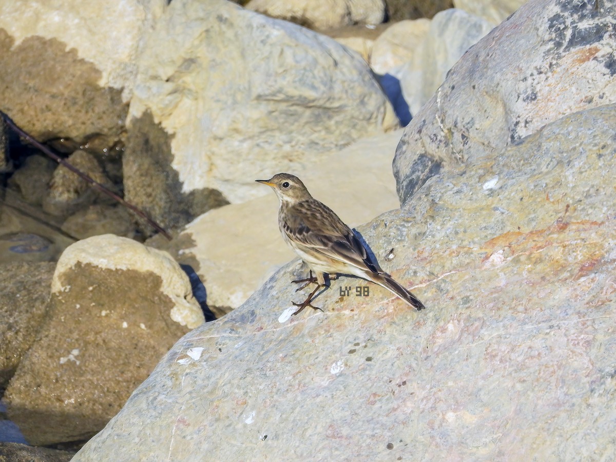 Water Pipit - ML620123957