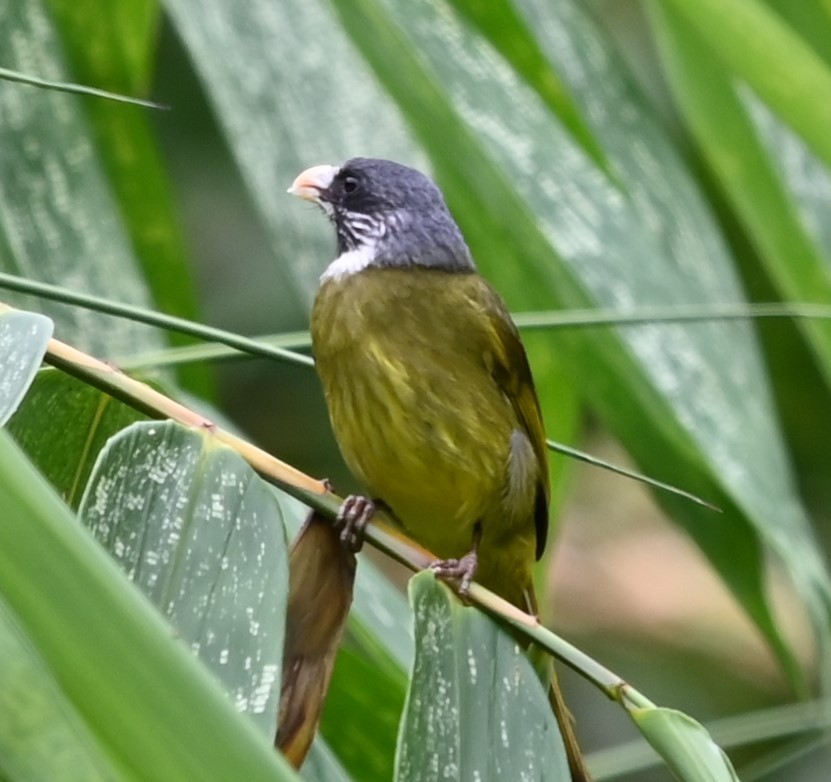 Collared Finchbill - ML620123965