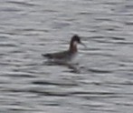 Red-necked Phalarope - ML620123966