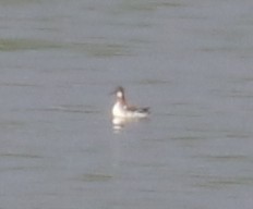 Red-necked Phalarope - ML620123967