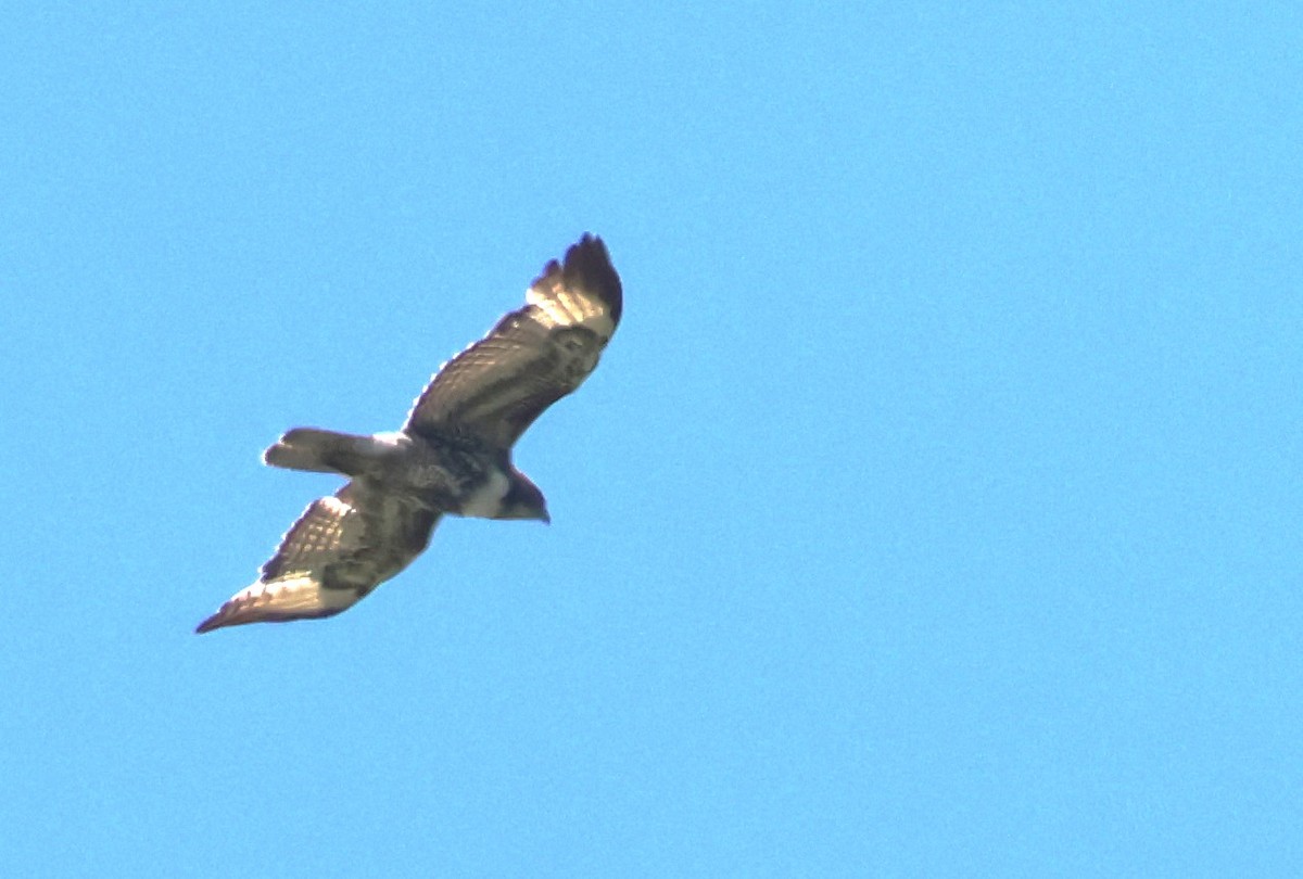 Red-tailed Hawk - ML620123991