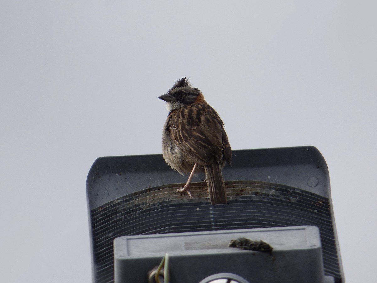 Rufous-collared Sparrow - ML620123995