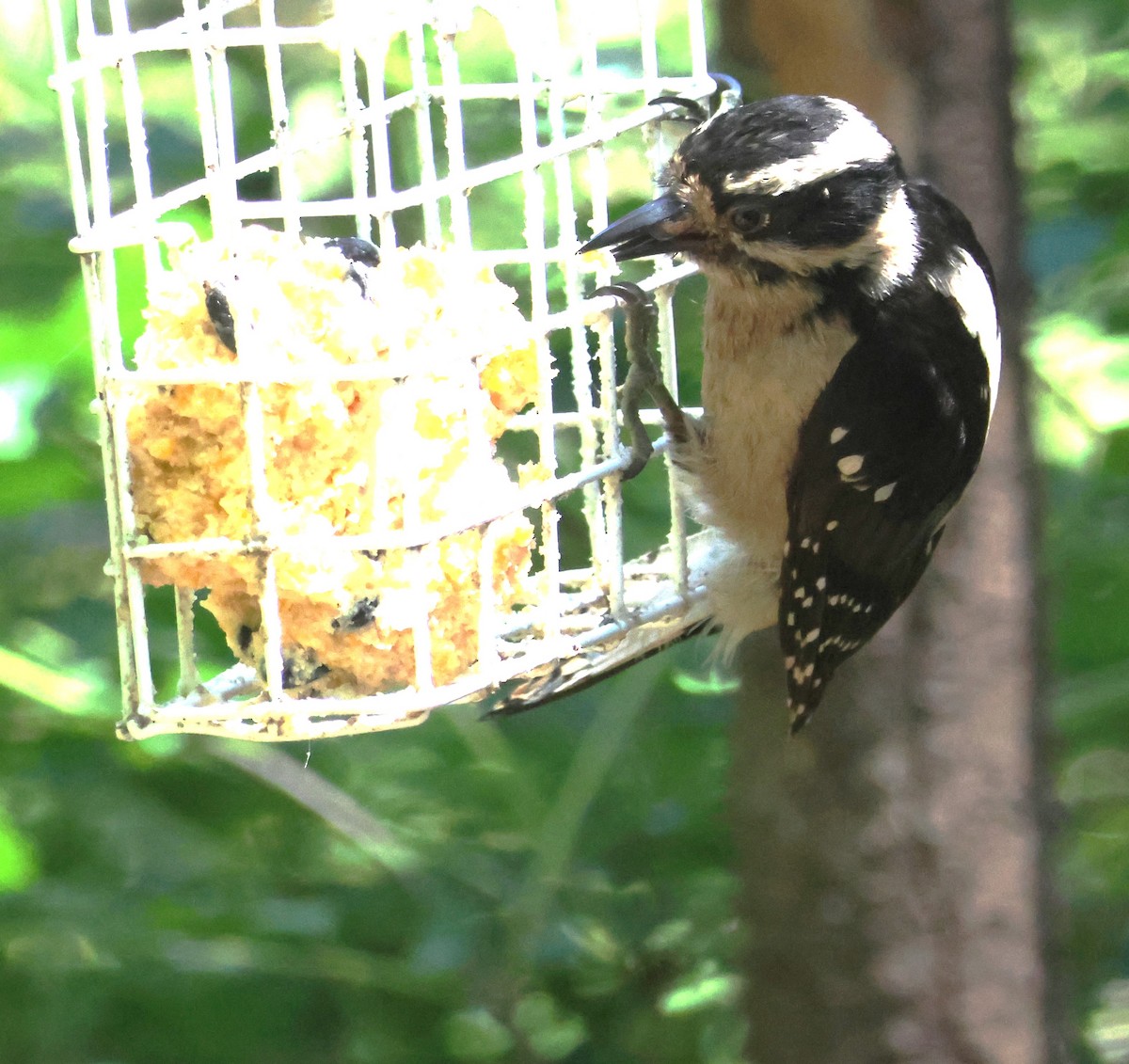 Hairy Woodpecker - ML620123996