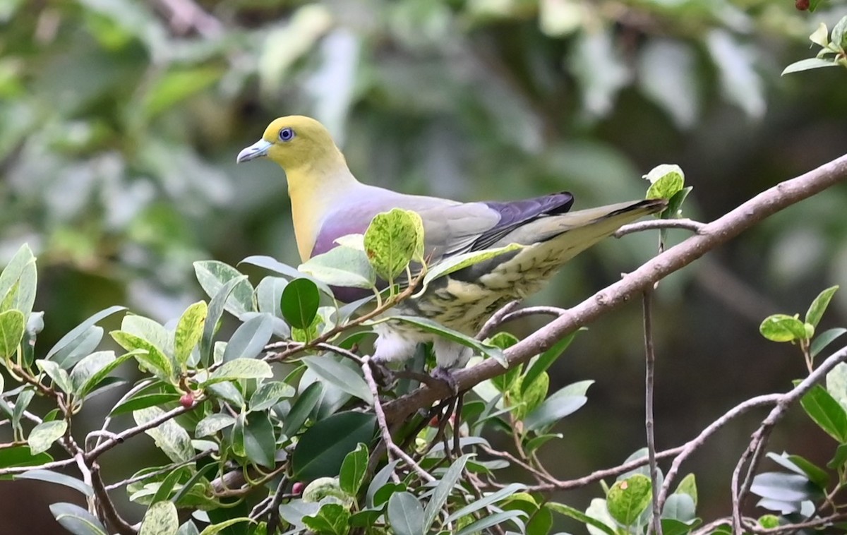 White-bellied Green-Pigeon - ML620124000