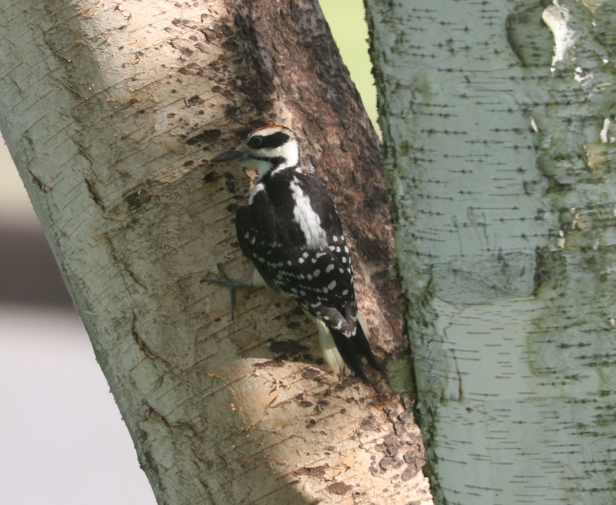 Hairy Woodpecker - ML620124009