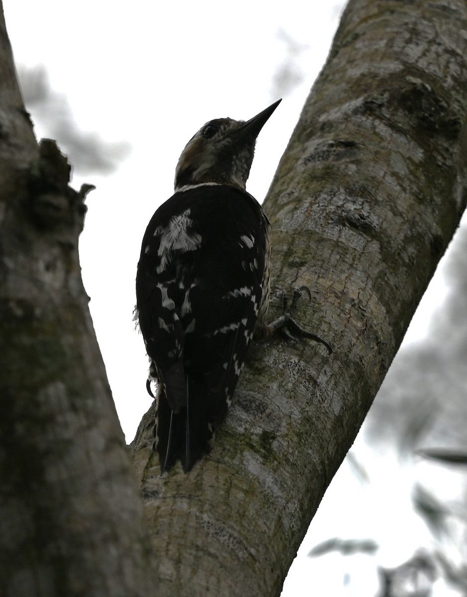 Gray-capped Pygmy Woodpecker - ML620124024