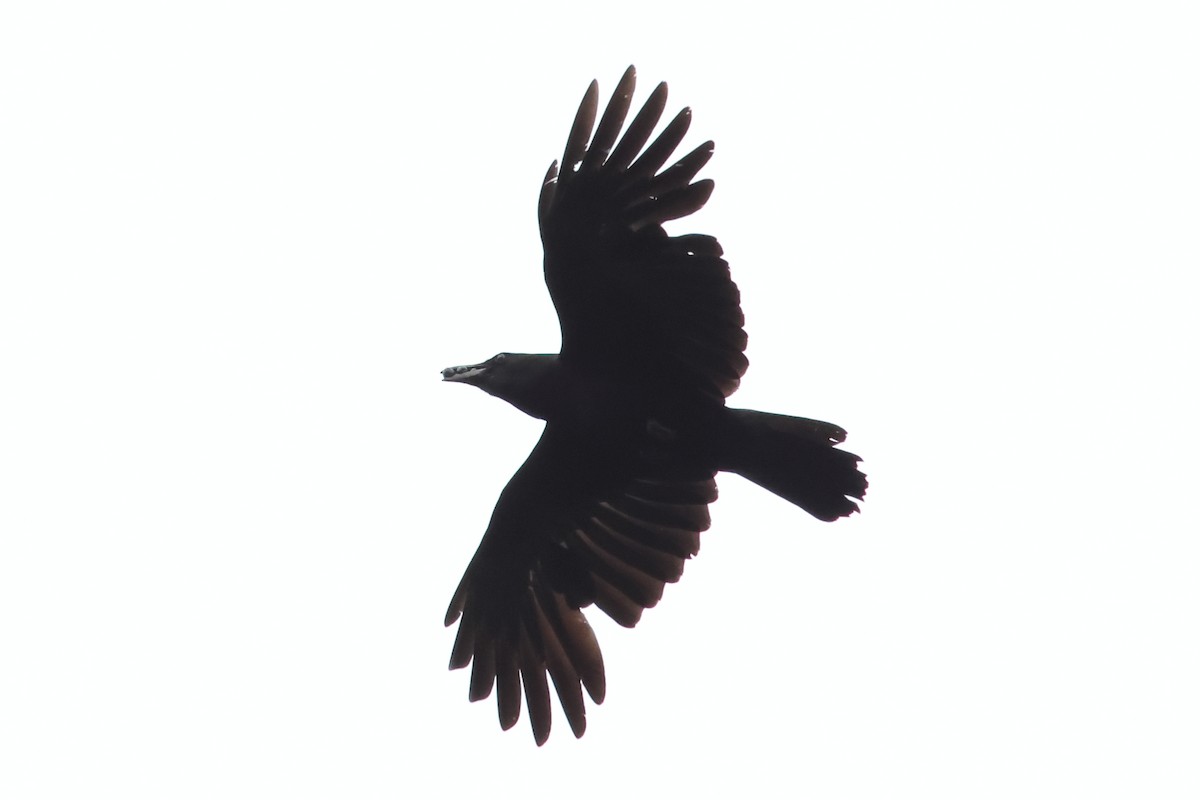 American Crow - ML620124042