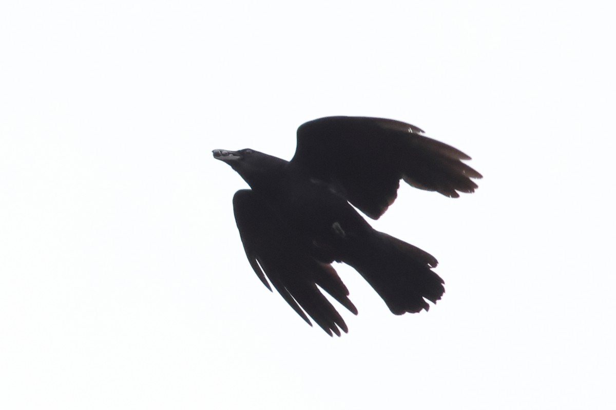 American Crow - ML620124043