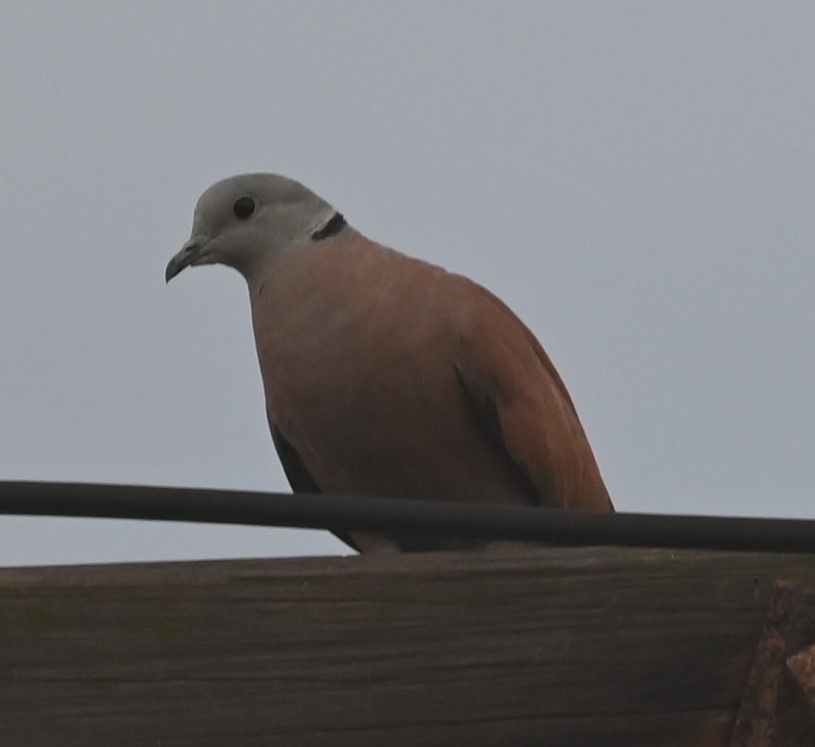 Red Collared-Dove - ML620124049