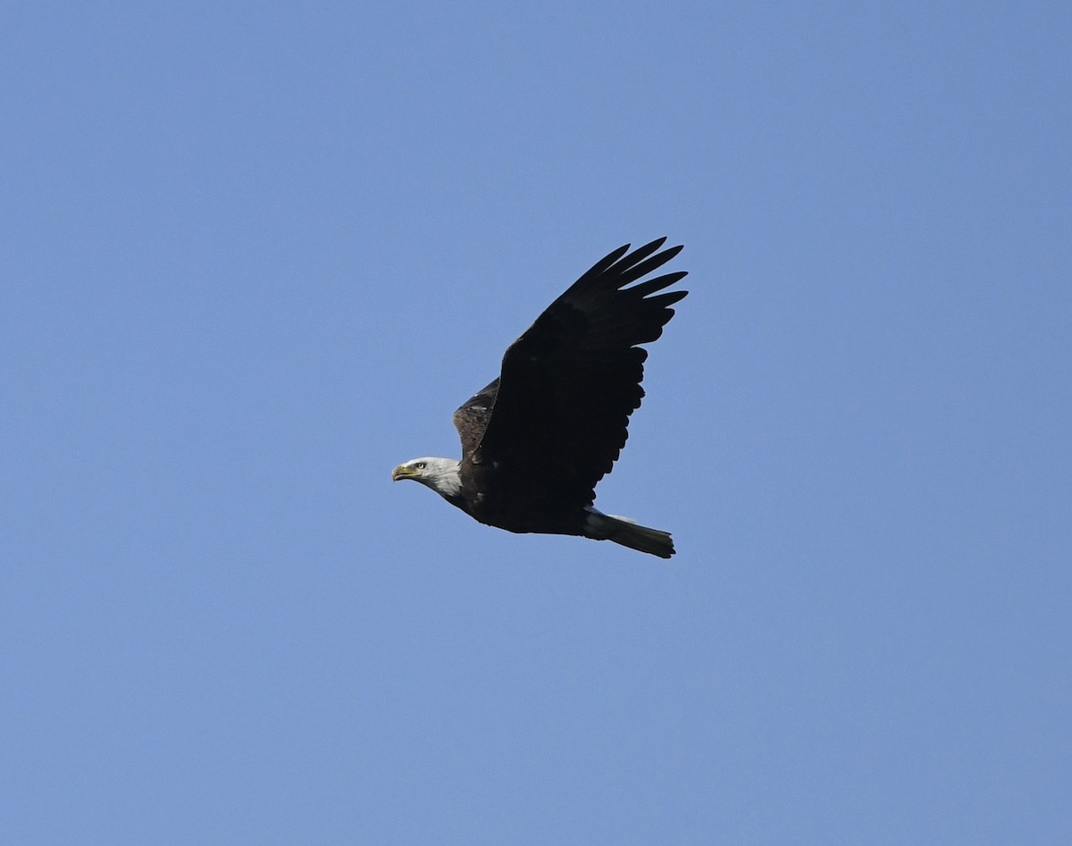 Bald Eagle - ML620124077