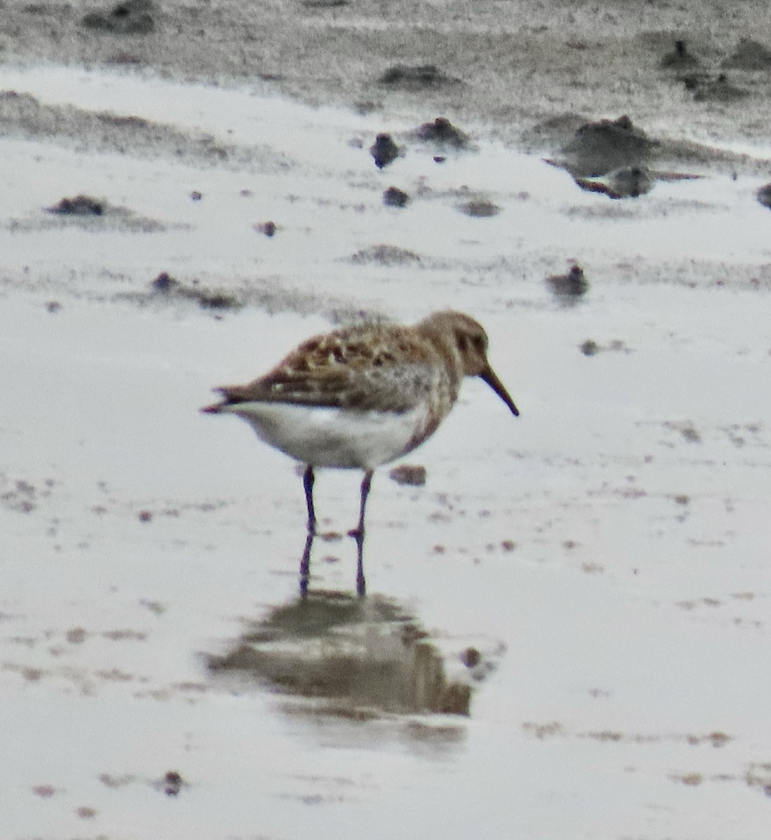 Rock Sandpiper (ptilocnemis) - ML620124080