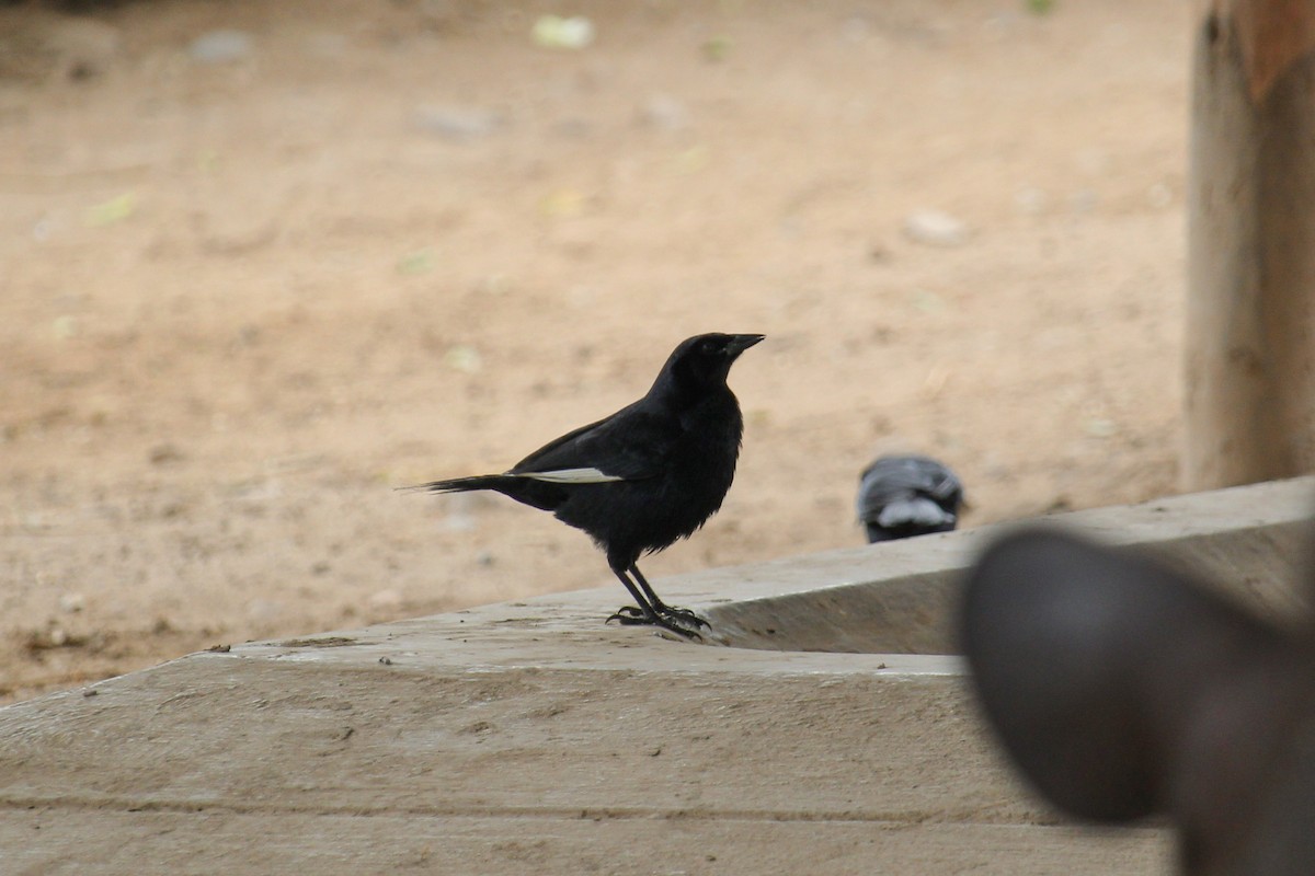 Scrub Blackbird - ML620124085