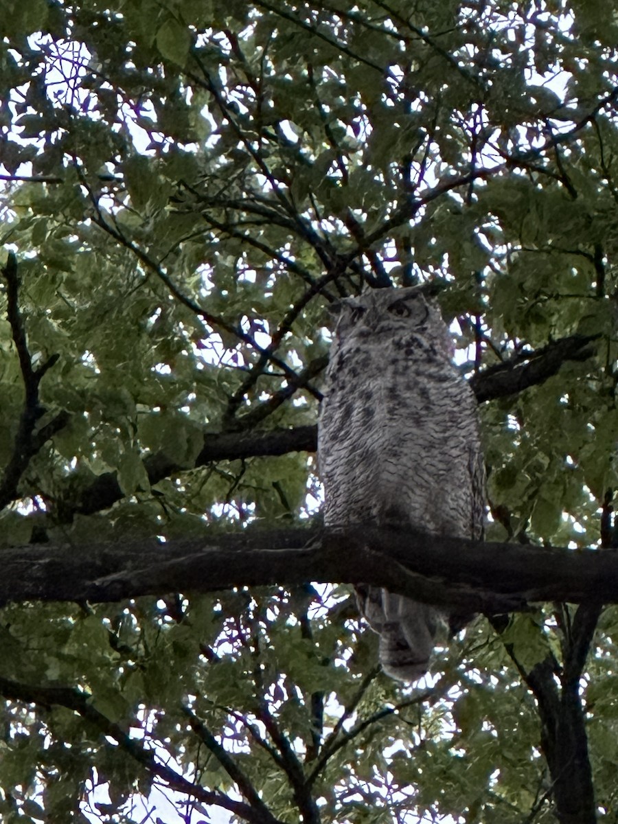 Great Horned Owl - ML620124088