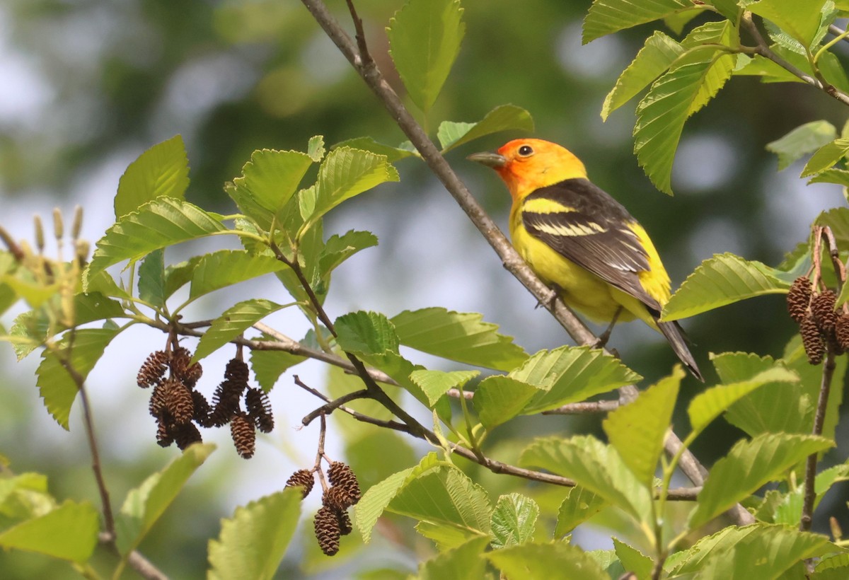 Western Tanager - ML620124094