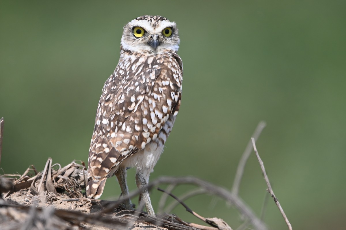 Burrowing Owl - ML620124100