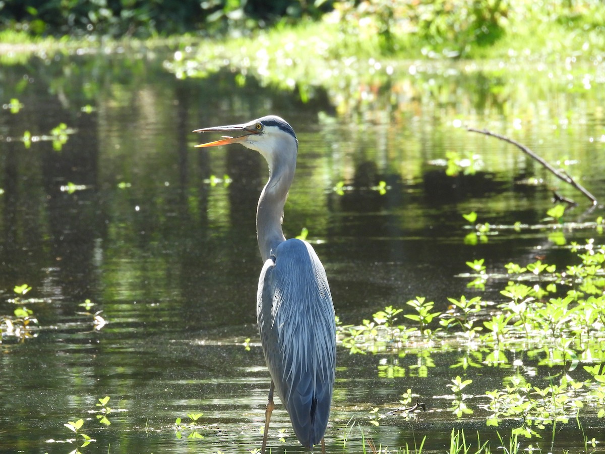 Great Blue Heron - ML620124106