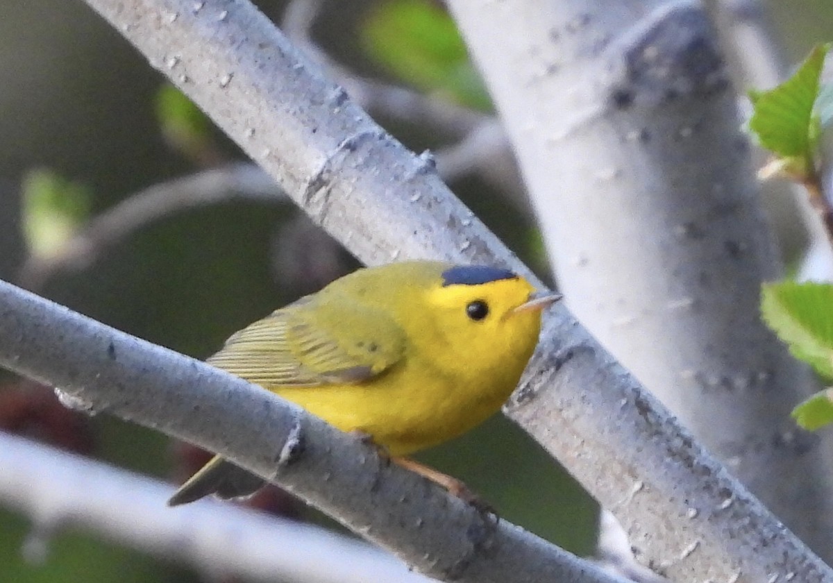 Wilson's Warbler - ML620124108