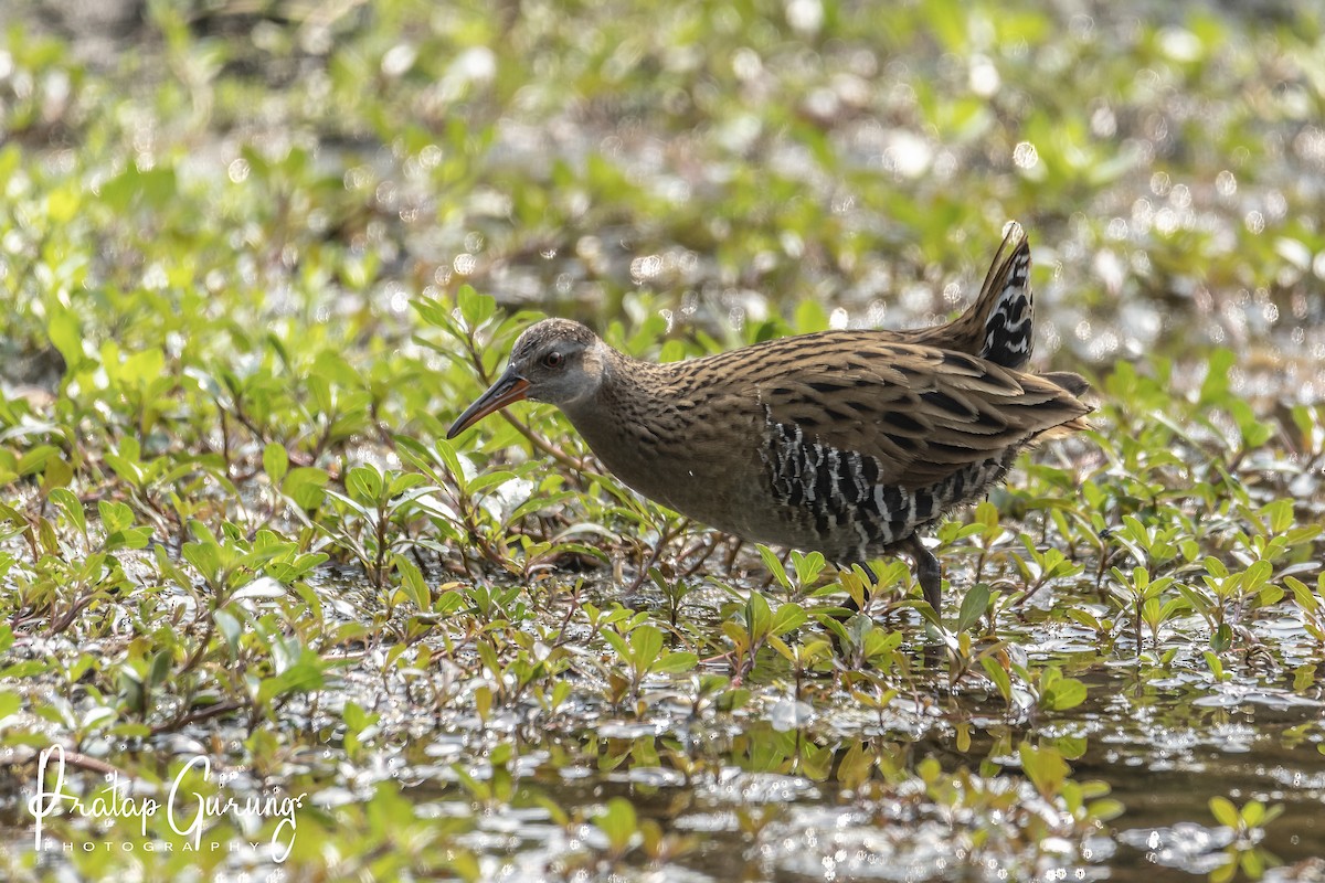 Water Rail - ML620124109