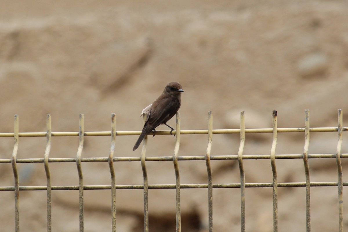 Vermilion Flycatcher (obscurus Group) - ML620124116