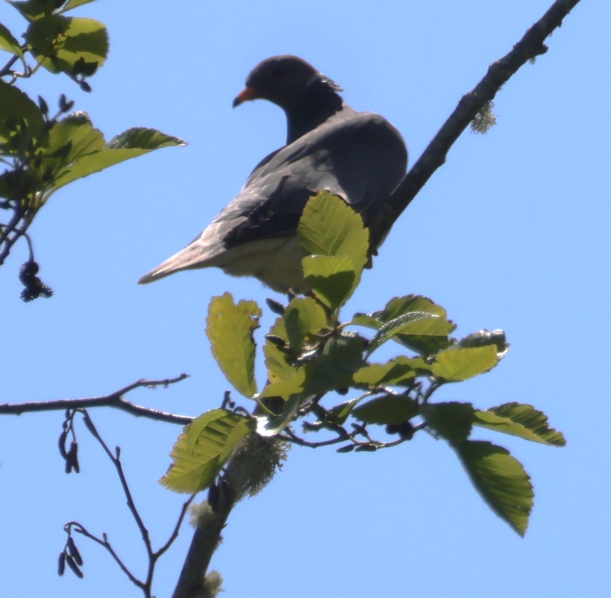 Band-tailed Pigeon - ML620124143