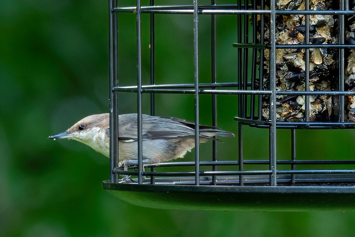 Brown-headed Nuthatch - ML620124153