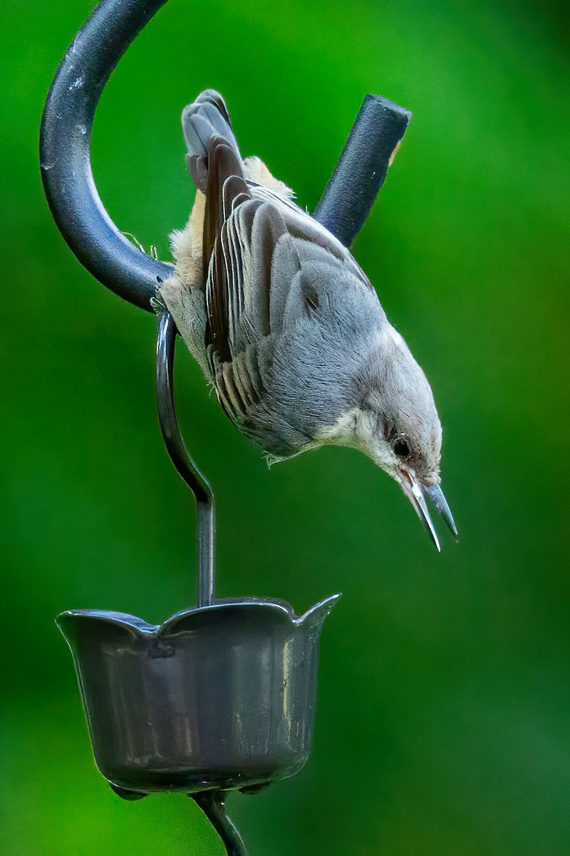 Brown-headed Nuthatch - ML620124155