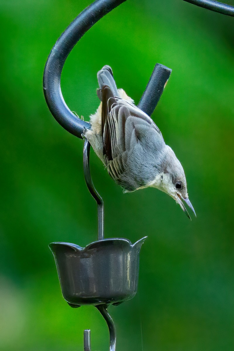 Brown-headed Nuthatch - ML620124156