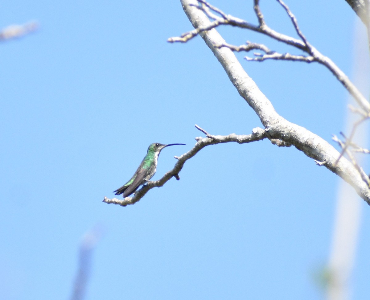 kolibřík lesklý - ML620124163