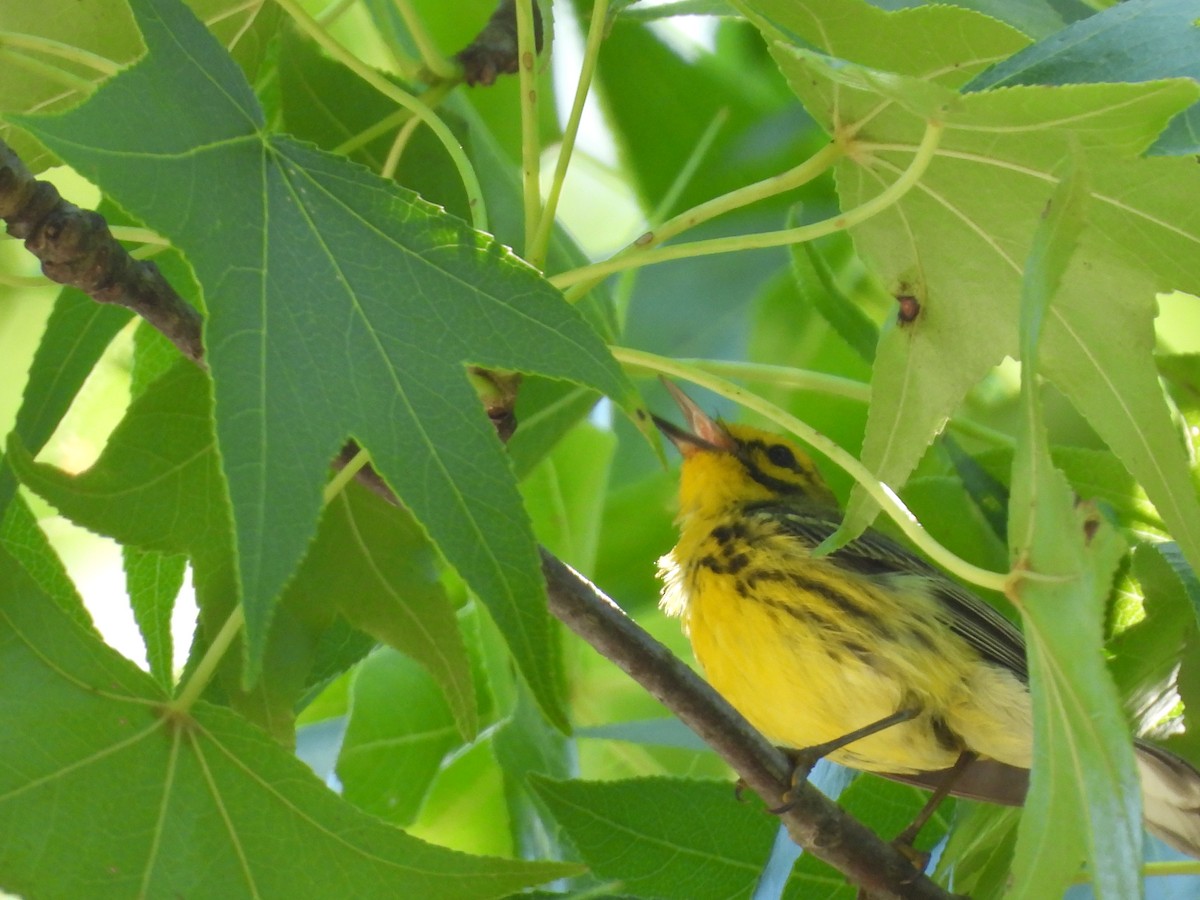 Prairie Warbler - ML620124181