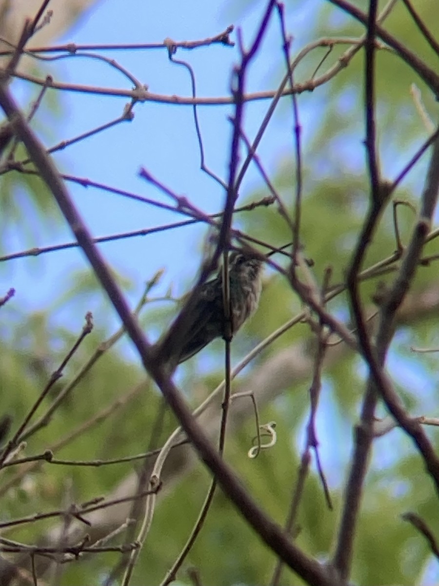 Cozumel Emerald - ML620124185