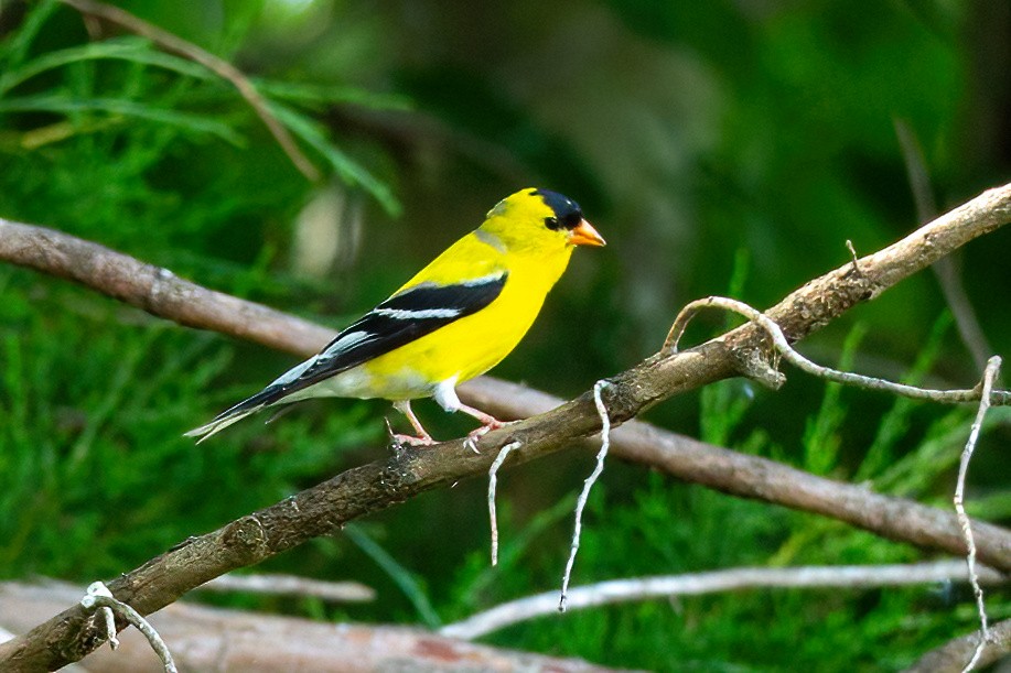 American Goldfinch - ML620124196