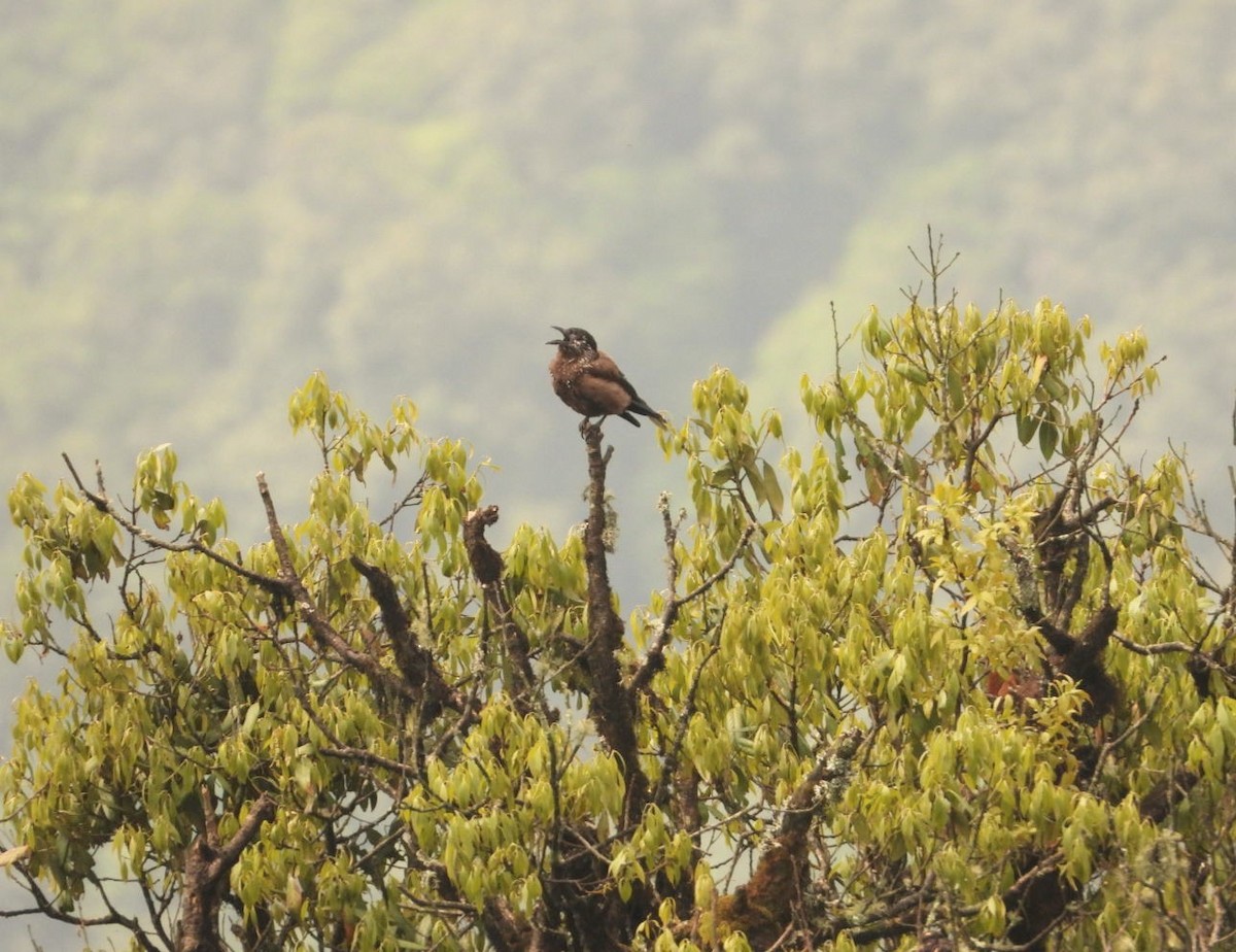 Eurasian Nutcracker - ML620124199