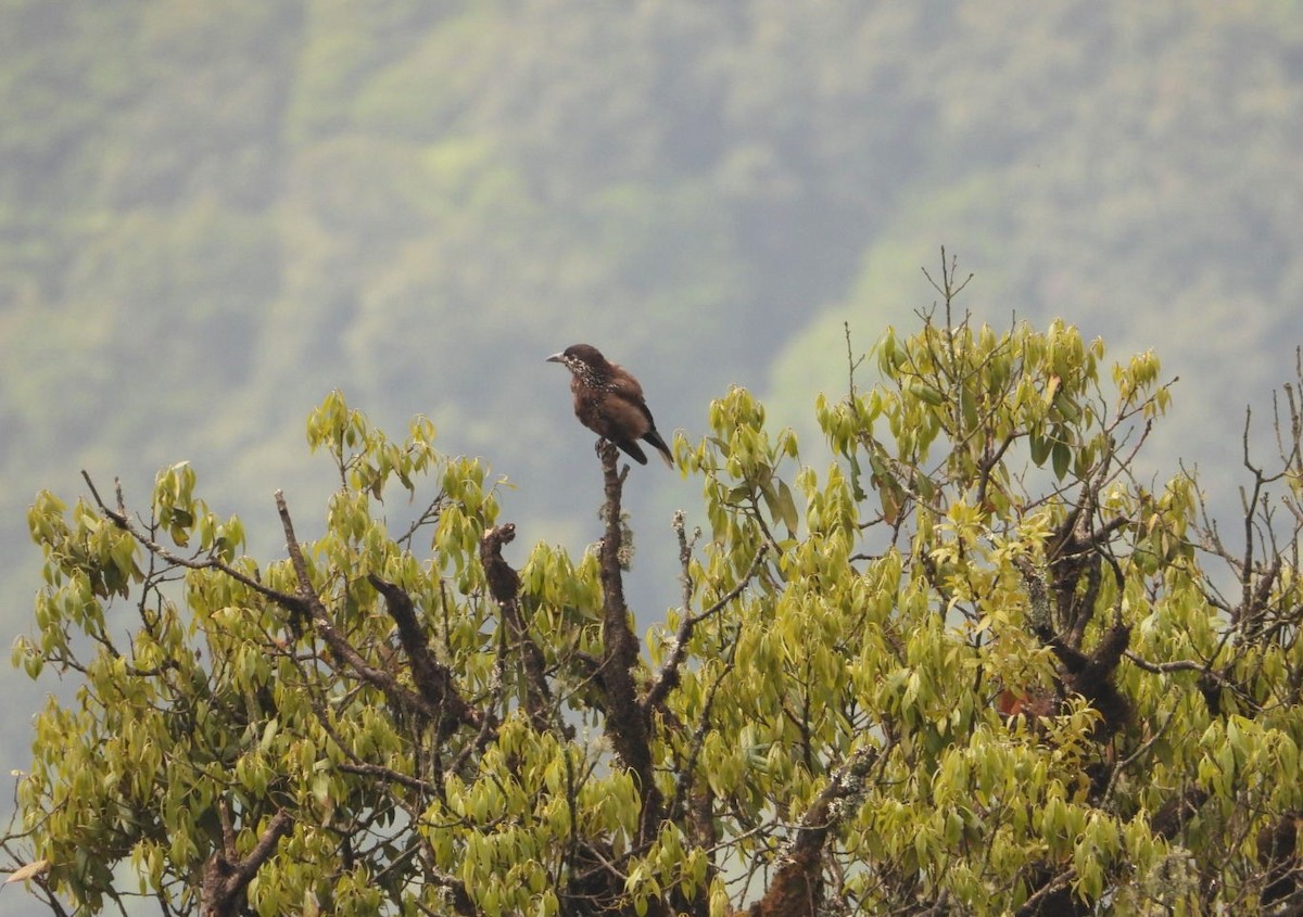 Eurasian Nutcracker - ML620124201