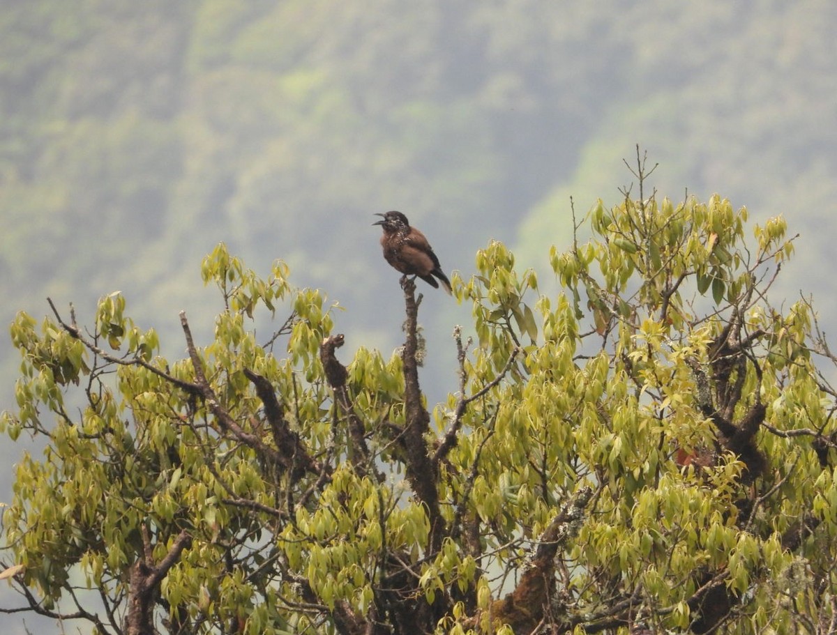 Eurasian Nutcracker - ML620124202