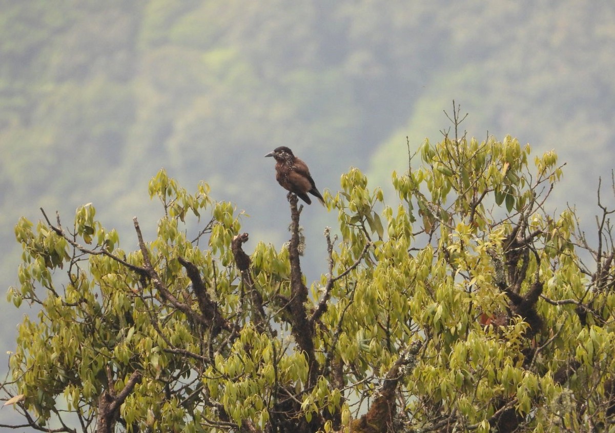 Eurasian Nutcracker - ML620124204