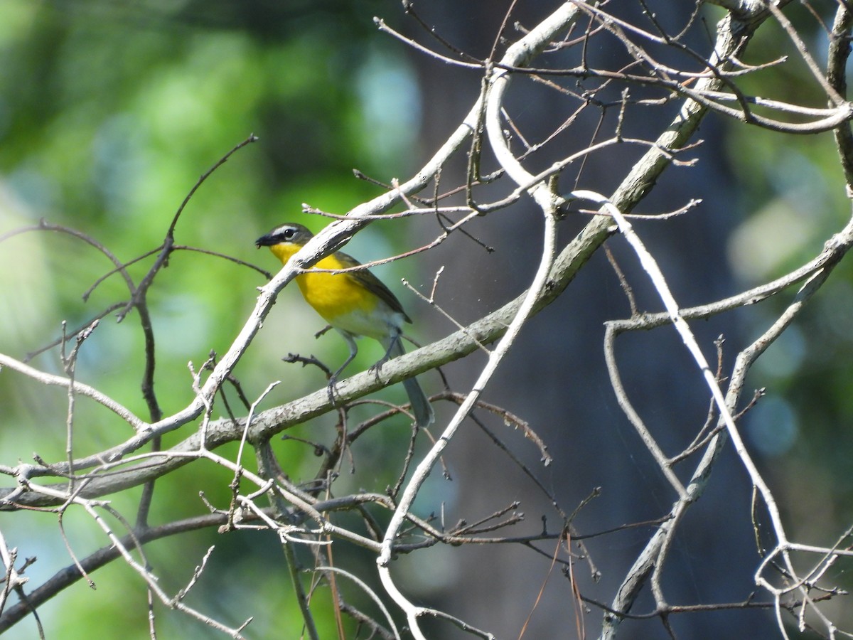 Yellow-breasted Chat - ML620124208
