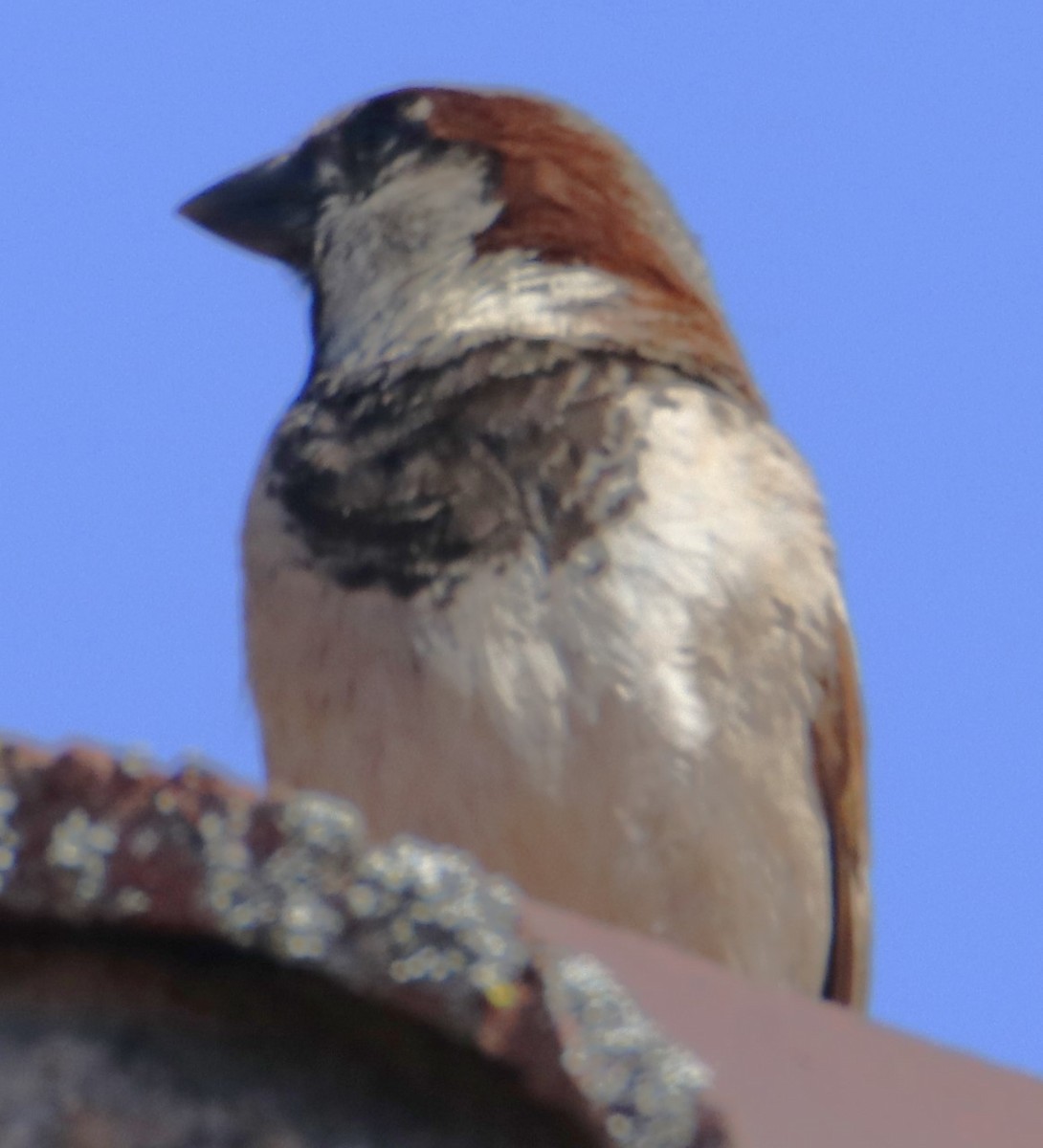 House Sparrow - ML620124209