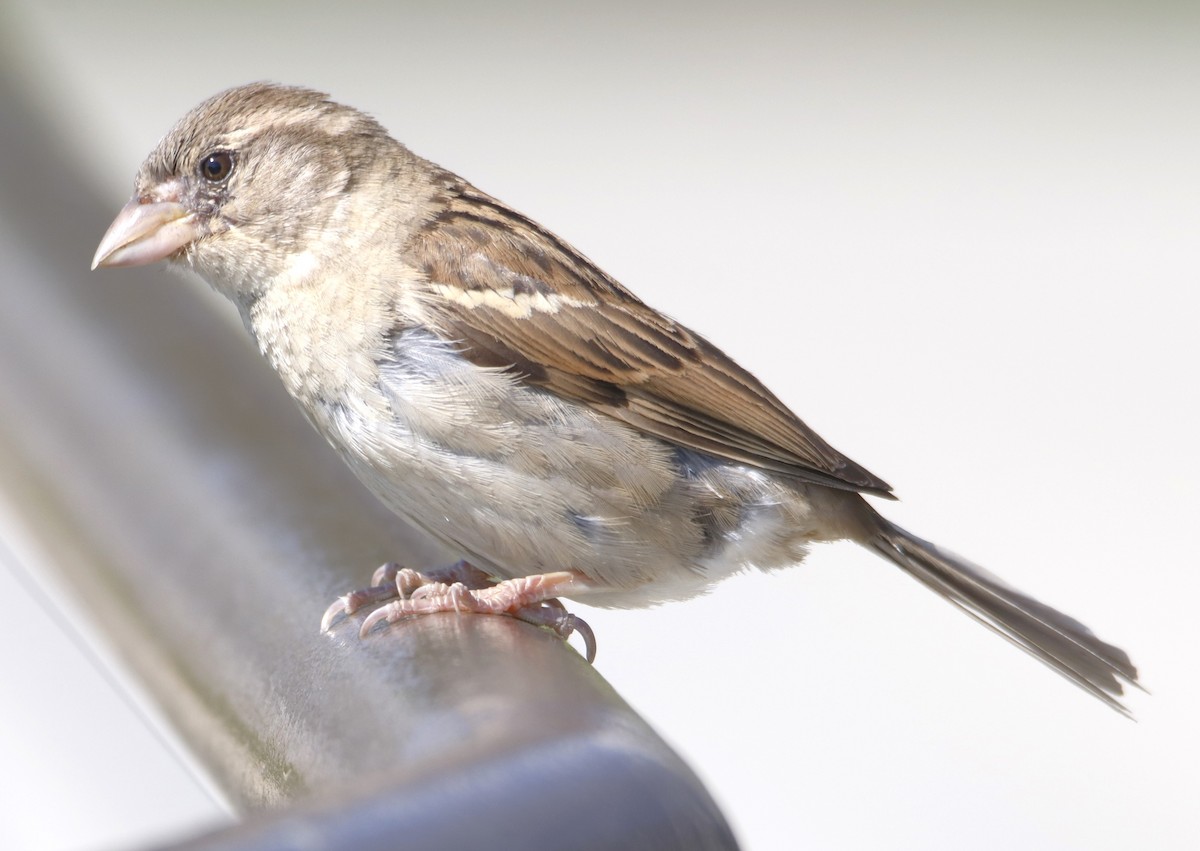 House Sparrow - ML620124210