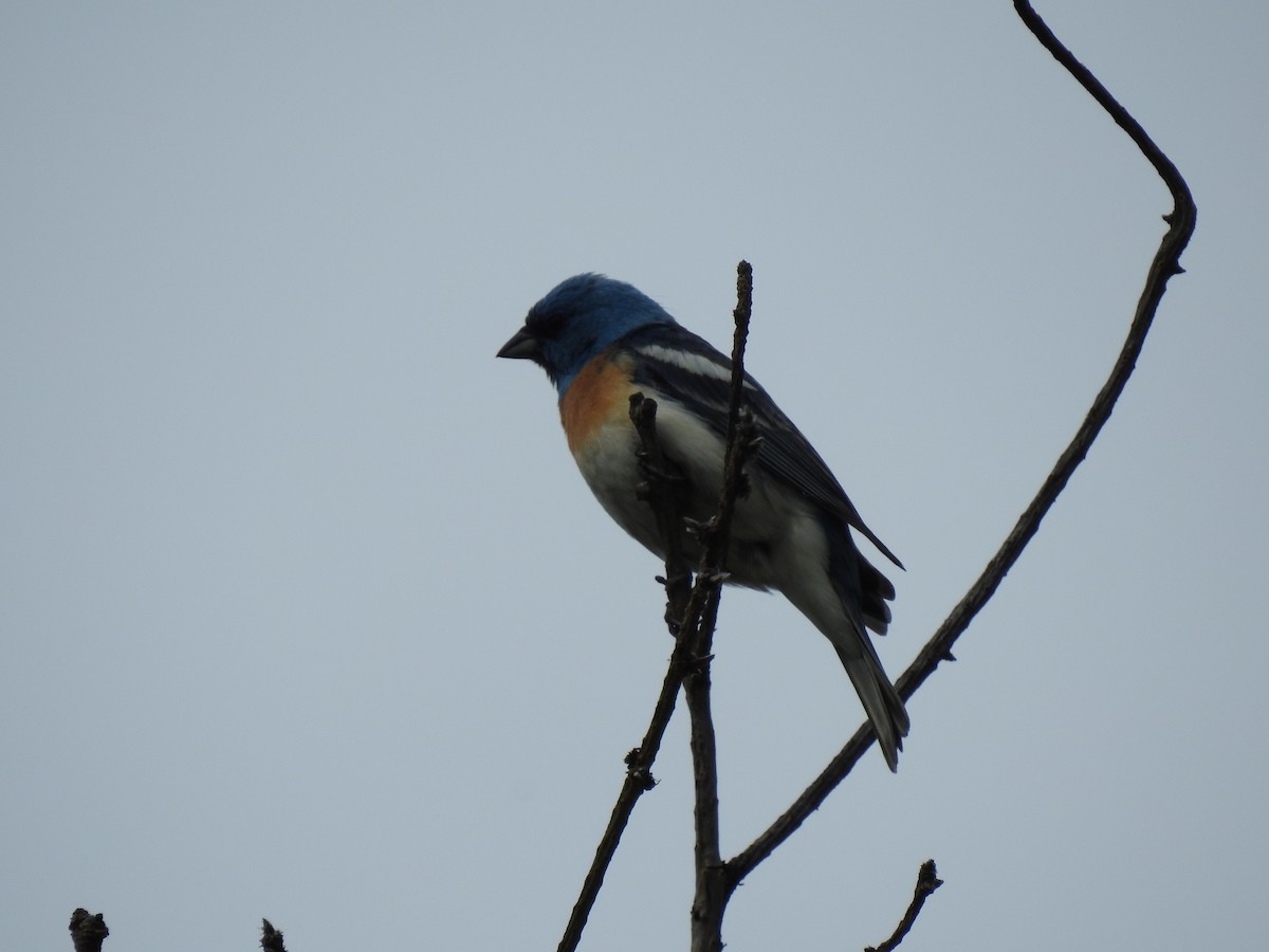 Lazuli Bunting - ML620124213