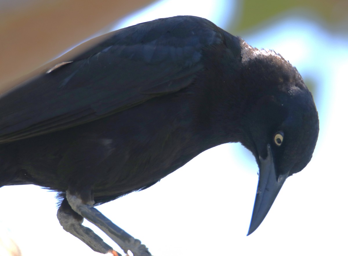 Great-tailed Grackle - ML620124221