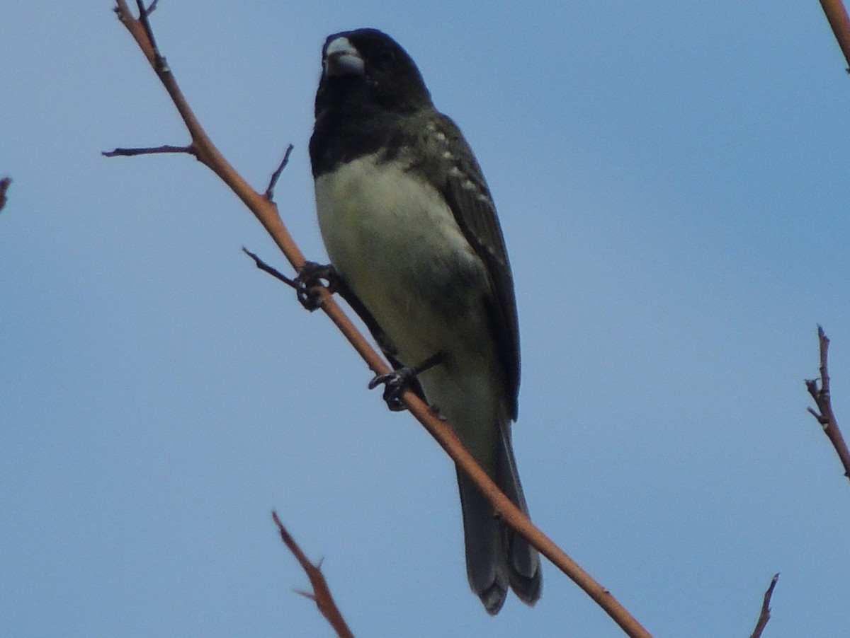 Yellow-bellied Seedeater - ML620124223