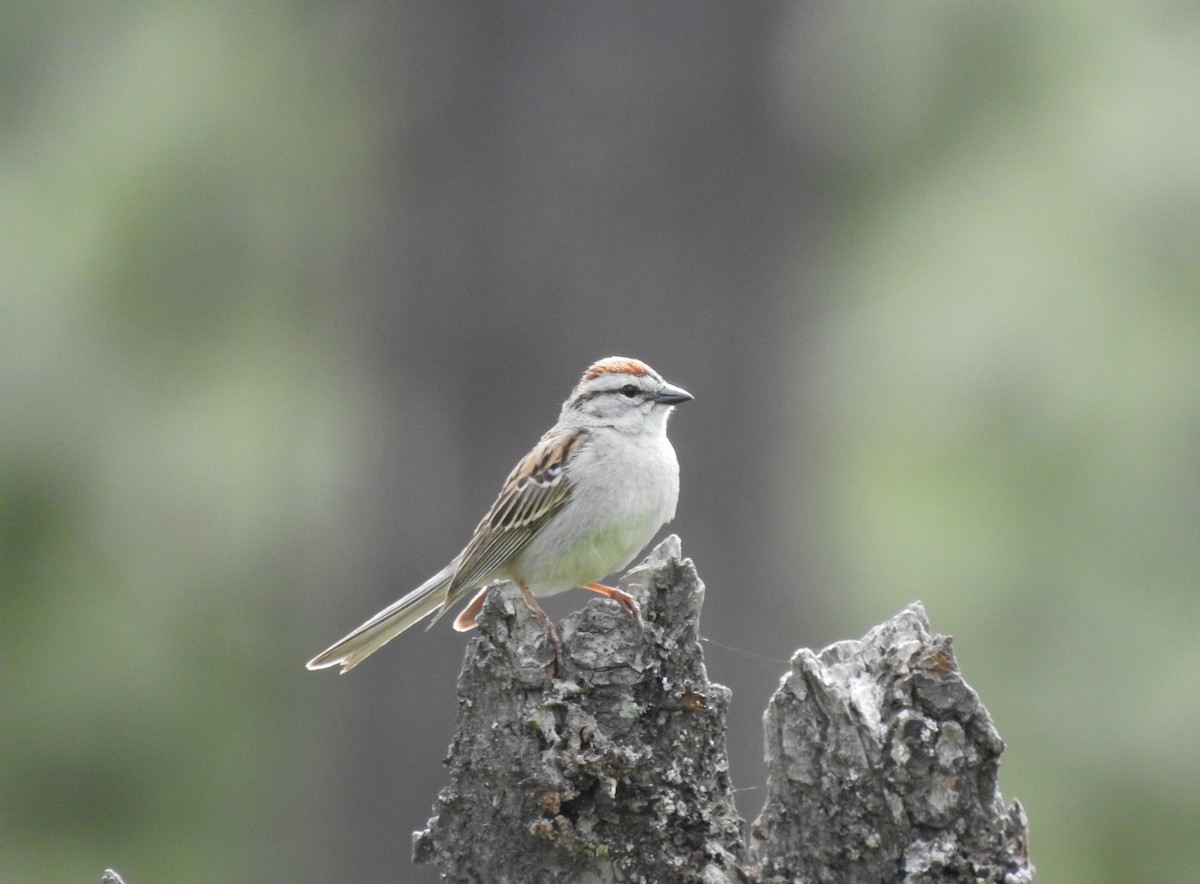 Chipping Sparrow - ML620124227