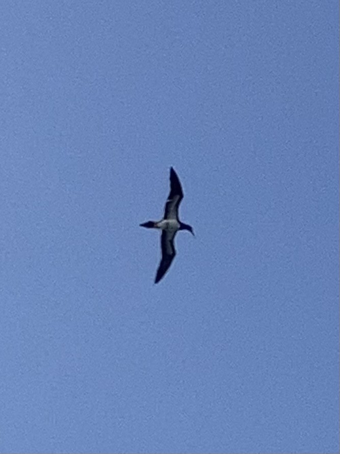 Brown Booby - ML620124229
