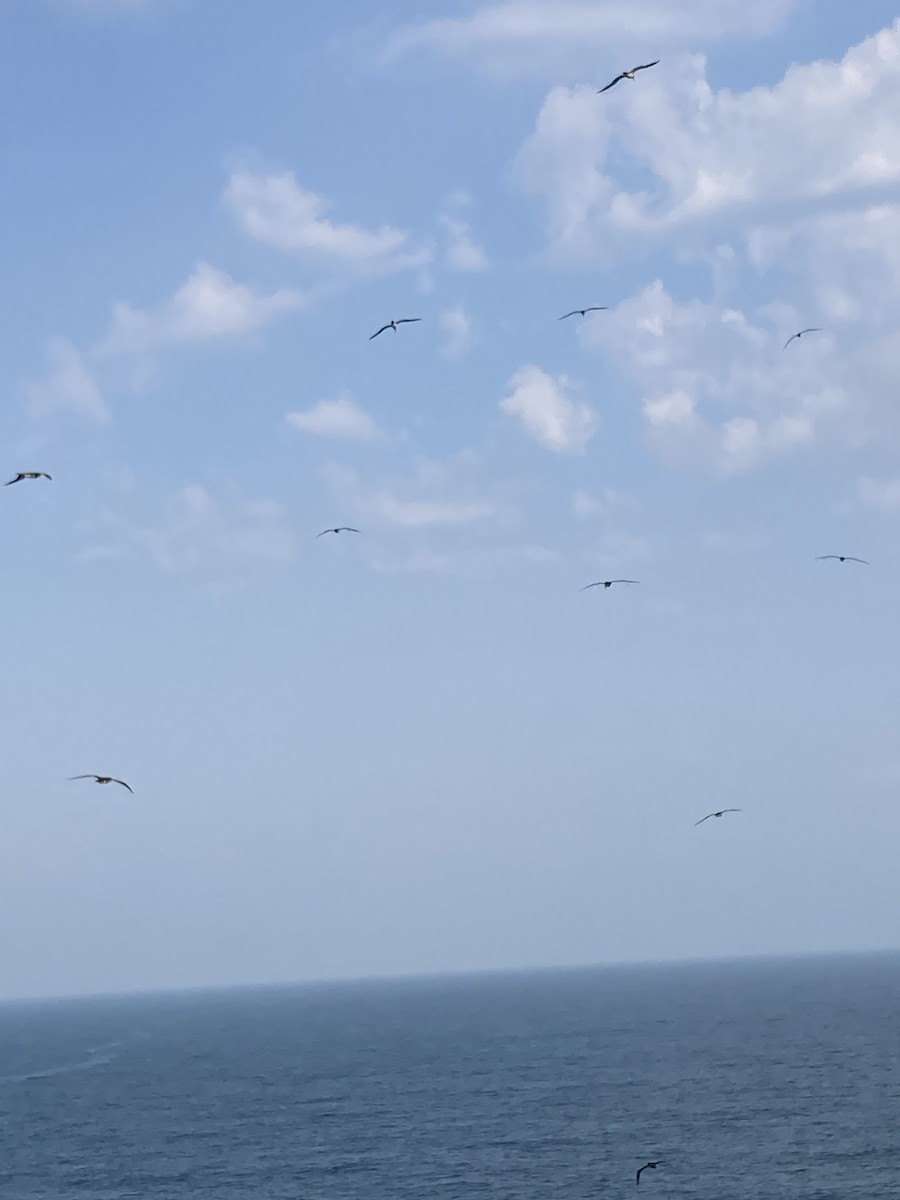 Brown Booby - ML620124230